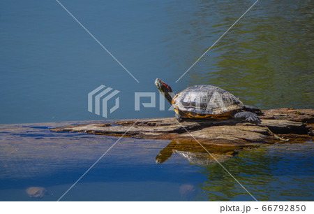 Turtle, Trachemys Scripta, a pond slider basking in the sun on Lynx Lake. Prescott, Yavapai County, Arizona USA Turtle, Trachemys Scripta, a pond slider basking in the sun on Lynx Lake. Prescott, Yavapai County, Arizona USA 66792850