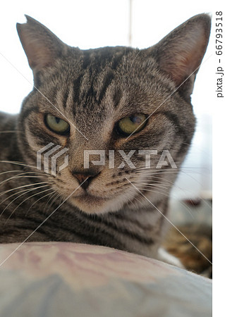 布団に伏せている猫 布団に伏せている猫 66793518