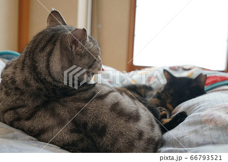 布団で寝る猫 布団で寝る猫 66793521