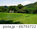 新緑の風景 66793722