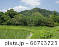 新緑の風景 66793723