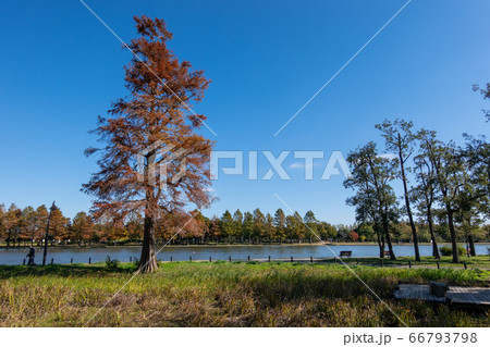 水元公園 紅葉 水元公園 紅葉 66793798