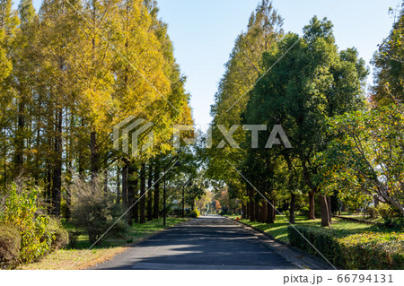 水元公園　紅葉 66794131