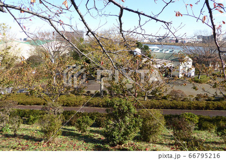 なぎさ公園の紅葉（江戸川区） 66795216