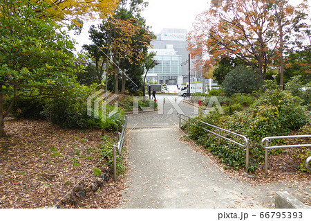 猿江恩賜公園 紅葉 猿江恩賜公園 紅葉 66795393
