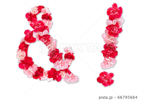 flower font for symbol exclamation mark, ampersand(and) (collection alphabet A-Z set), made from real Carnation flowers pink, red color with paper cut shape of letter. flora font for text, typography flower font for symbol exclamation mark, ampersand(and) (collection alphabet A-Z set), made from real Carnation flowers pink, red color with paper cut shape of letter. flora font for text, typography 66795664