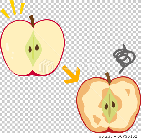 リンゴの断面の変色 前後 のイラスト素材