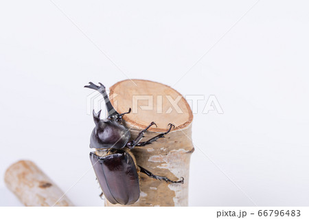 【カブトムシのオス】 66796483