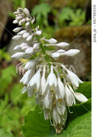 純白のオオバギボウシの花 福島県只見町 純白のオオバギボウシの花 福島県只見町 66796930