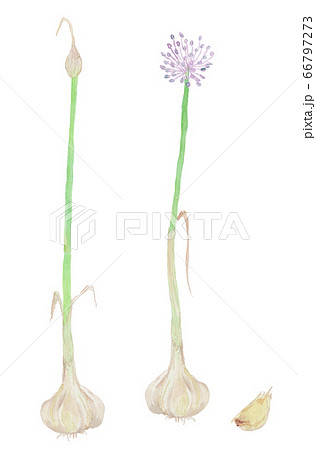 Allium sativum ニンニク 水彩 Allium sativum ニンニク 水彩 66797273