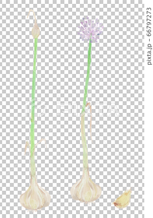 Allium sativum ニンニク 水彩 Allium sativum ニンニク 水彩 66797273