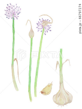 Allium sativum ニンニク　水彩 66797274