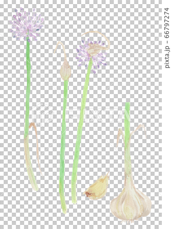 Allium sativum ニンニク　水彩 66797274