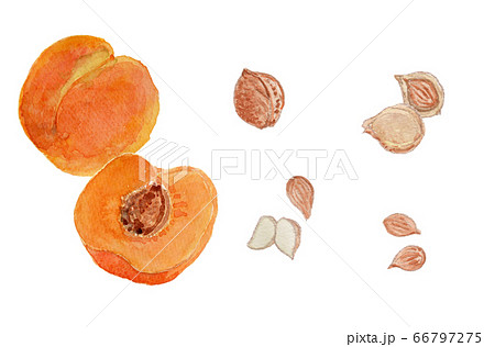 Prunus armeniaca あんずの実と杏仁　水彩 66797275