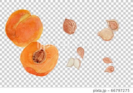 Prunus Armeniaca あんずの実と杏仁 水彩のイラスト素材