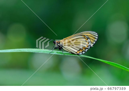 蝶 チョウ 蝴蝶 66797389