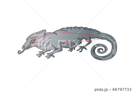 88星座影ありカメレオン座 88星座影ありカメレオン座 66797733