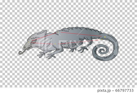 88星座影ありカメレオン座 88星座影ありカメレオン座 66797733