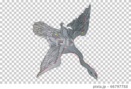 88星座影ありはくちょう座 66797788
