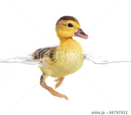 duckling in studio 66797832