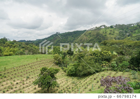 コーヒー農園 66798174