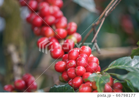 コーヒー農園 66798177
