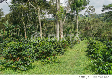 コーヒー農園 66798182