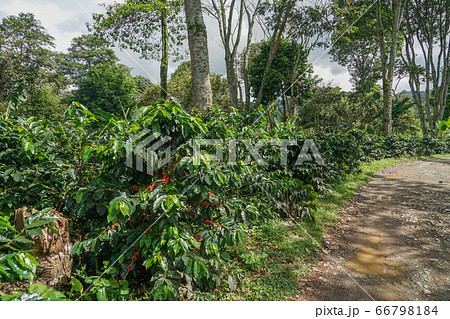 コーヒー農園 66798184