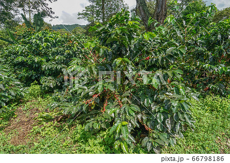 コーヒー農園 66798186
