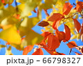 紅葉 66798327