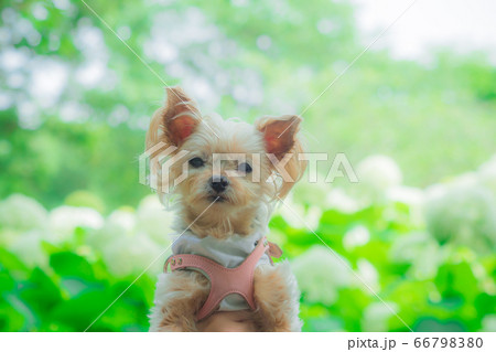 わんこと紫陽花 わんこと紫陽花 66798380