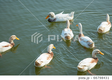 池で集まって泳ぐアヒルの群れ 池で集まって泳ぐアヒルの群れ 66798431