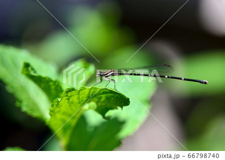 イトトンボ カワトンボ 糸トンボ 66798740