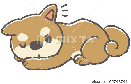 耳を立てるる柴犬(赤毛) 66798741