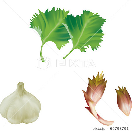 野菜イラスト シソ ニンニク ミョウガ 夏の野菜 リアルイラストのイラスト素材