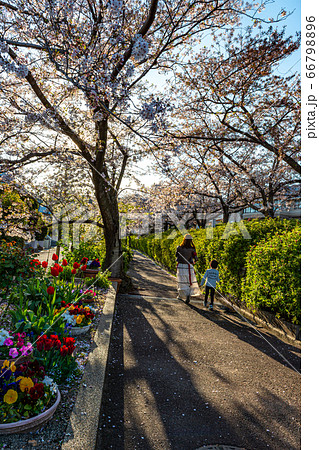 満開の桜小道をゆく、宝塚中山桜台の遊歩道 満開の桜小道をゆく、宝塚中山桜台の遊歩道 66798896
