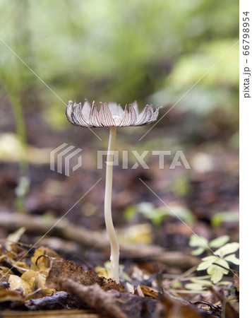 Hare'sfoot Inkcap Fungi, Coprinopsis Lagopus Hare'sfoot Inkcap Fungi, Coprinopsis Lagopus 66798954