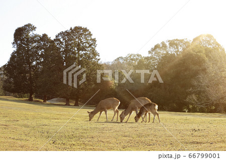 奈良公園-鹿-冬の朝 奈良公園-鹿-冬の朝 66799001