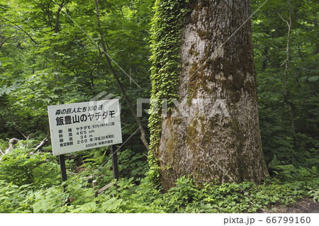 温身平【山形県小国町】 66799160