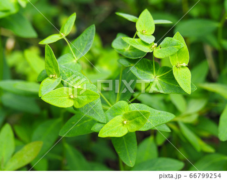 ナツトウダイ ナツトウダイ 66799254