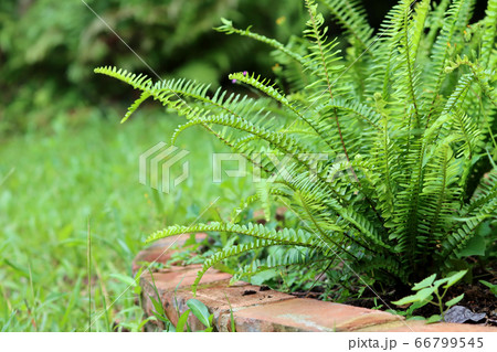 羊歯植物 シダ類 歯朶植物 66799545