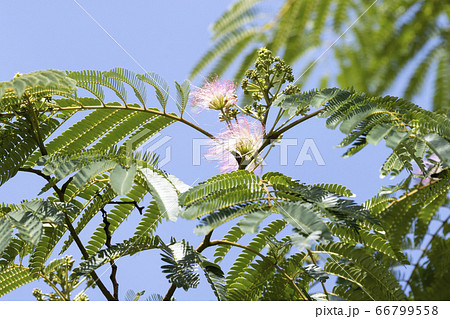 ネムノキ ネムノキ 66799558