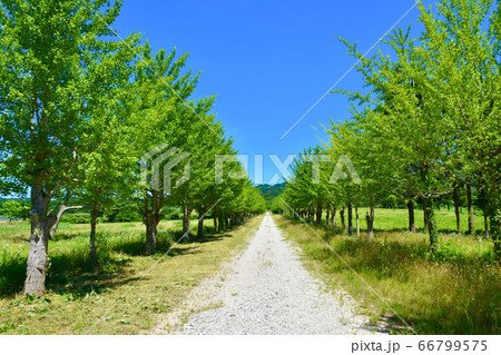 宝達志水イチョウ並木　宝達志水町 66799575