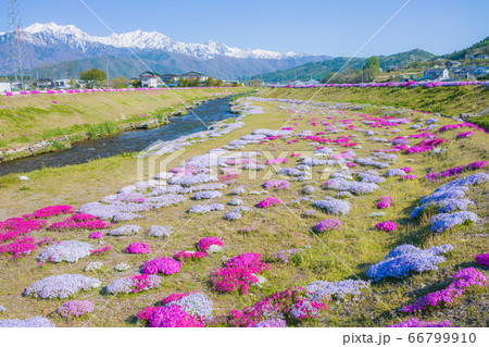 北アルプスと芝桜【初夏の農具川河川公園】 66799910