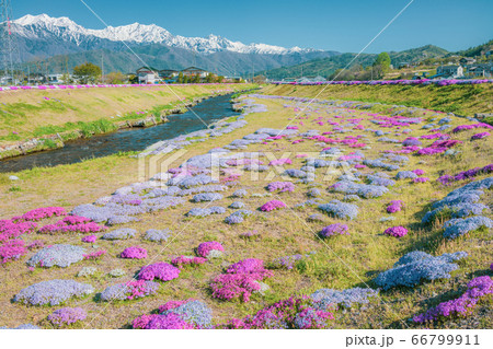 北アルプスと芝桜【初夏の農具川河川公園】 66799911