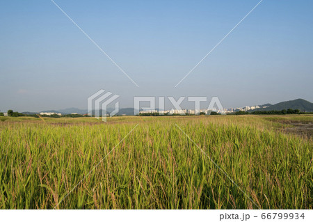 自然 風景 韓国 66799934