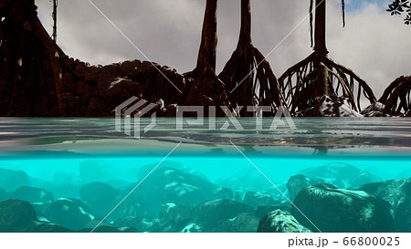 Above and below the sea surface near mangrove Above and below the sea surface near mangrove 66800025