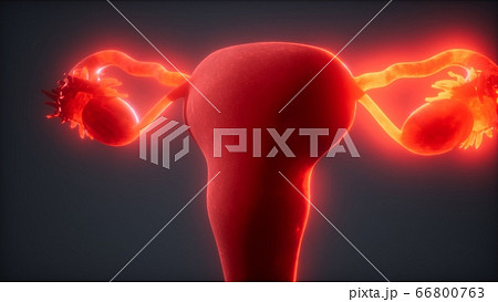 Female Reproductive System Anatomy Female Reproductive System Anatomy 66800763