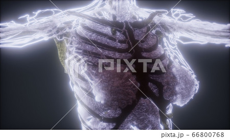 Colorful Human Body animation showing bones and 66800768