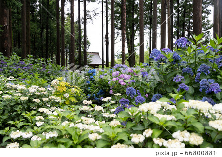 木立の中の紫陽花 千葉県多古町 日本 木立の中の紫陽花 千葉県多古町 日本 66800881